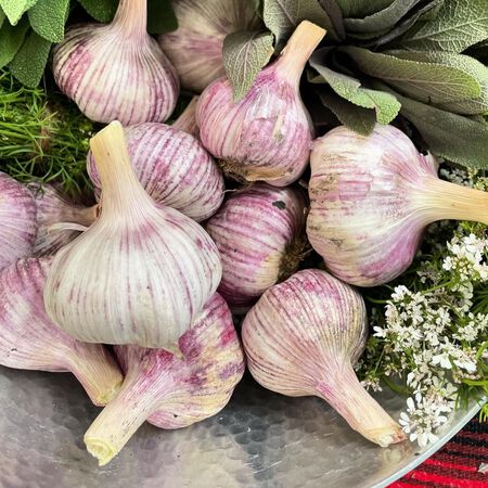 Chinese Pink, Garlic Bulbs image number null